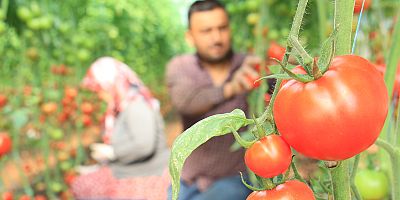 Mersin'de örtü altı domateste hasat başladı