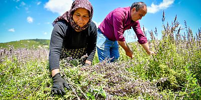 Silifkeli üreticiler ada çayı hasadına başladı