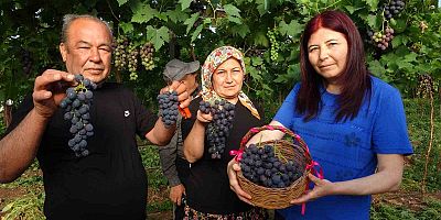 Turfanda ’Siyah İnci’ hasadı başladı